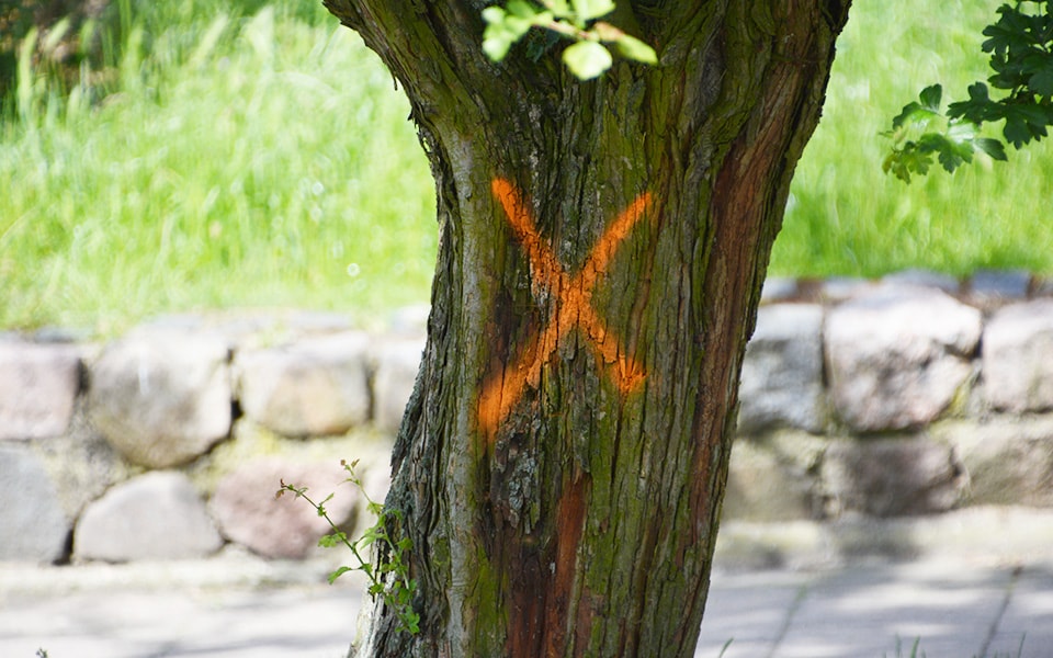 drzewo zaznaczone do wycinki